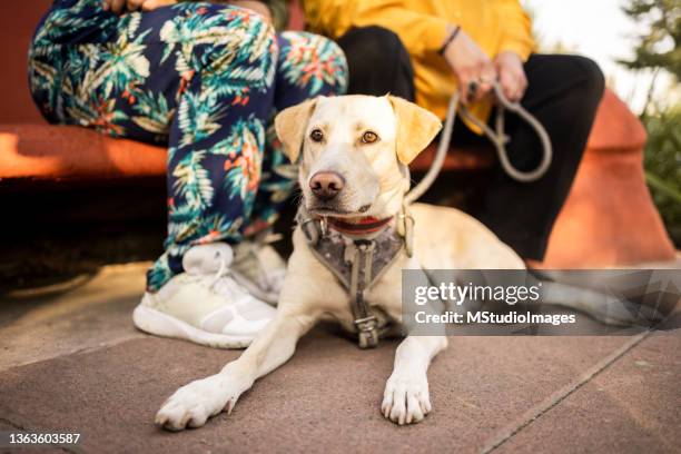 healthy golden retriever lying down - puppy lying down stock pictures, royalty-free photos & images