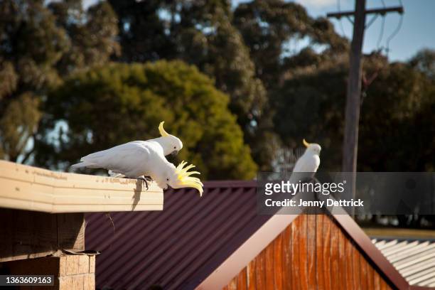 sulphur crested cockatoos - suburb stock pictures, royalty-free photos & images
