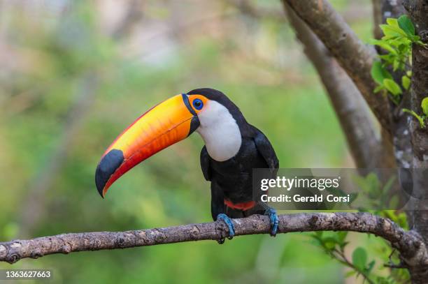 the toco toucan (ramphastos toco), also known as the common toucan or toucan, is the largest and probably the best known species in the toucan family and is found in the pantanal, brazil. - toucan stock pictures, royalty-free photos & images