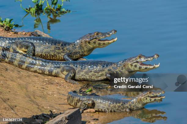 the yacare caiman (caiman yacare, is a species of caiman found in the pantanal, brazil. on the beach in the sun. - caiman stock pictures, royalty-free photos & images