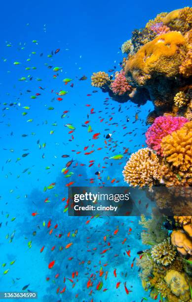 sea life on beautiful coral reef with lot of small tropical fish on red sea - marsa alam - egypt - reef stockfoto's en -beelden