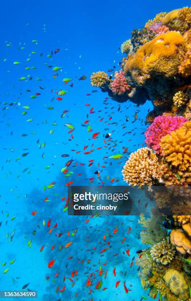 vida marinha em belo recife de corais com um monte de pequenos peixes tropicais no mar vermelho - marsa alam - egito - mar vermelho - fotografias e filmes do acervo