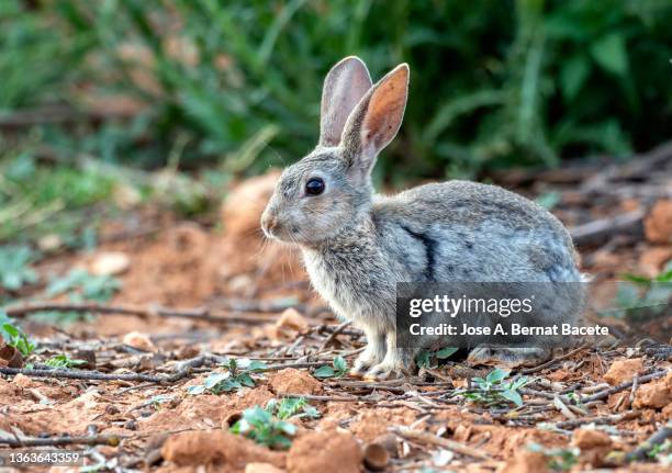 rabbit next to his burrow hole in the field. (species oryctolagus cuniculus). - rabbit burrow stock pictures, royalty-free photos & images