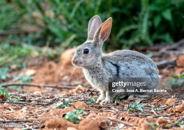 rabbit next to his burrow hole in the field. (species oryctolagus cuniculus). - rabbit burrow bildbanksfoton och bilder