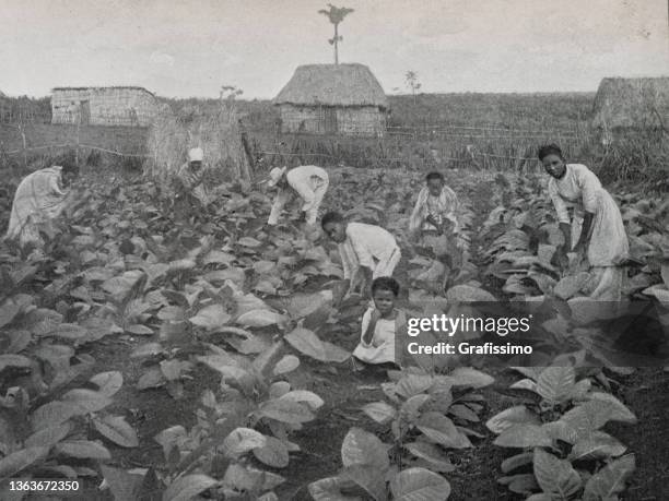 ilustraciones, imágenes clip art, dibujos animados e iconos de stock de cubanos trabajando en la cosecha del campo de tabaco 1898 - cuban culture