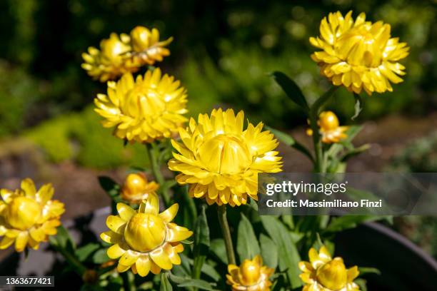 yellow cultivated flowers xerochrysum bracteatum, commonly known as the golden everlasting - strohblume stock-fotos und bilder