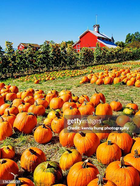 pumpkin patch - pumpkin patch stock pictures, royalty-free photos & images