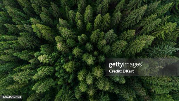 vista aérea del verde del bosque de pinos - vista cenital fotografías e imágenes de stock