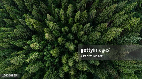 Aerial view on green pine forest