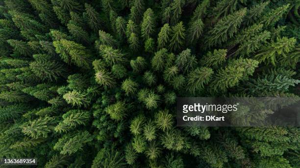 aerial view on green pine forest - pinaceae imagens e fotografias de stock