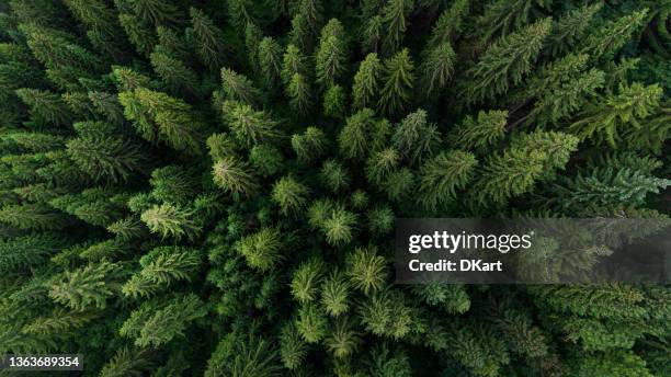 vista aérea em verde floresta de pinheiros - pinho - fotografias e filmes do acervo