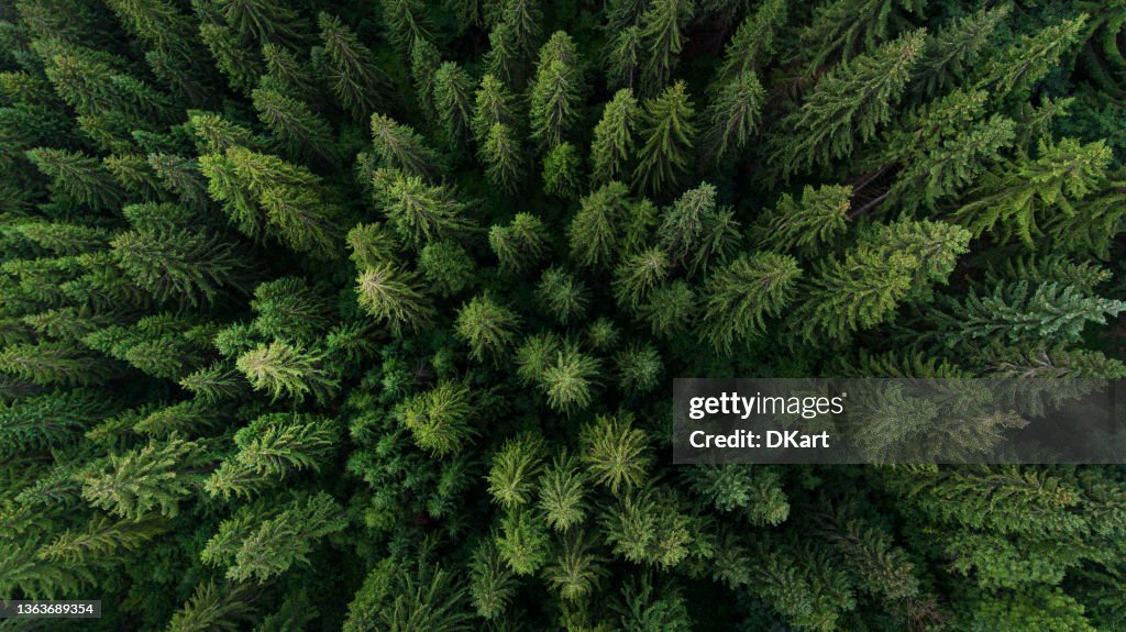 Aerial view on green pine forest