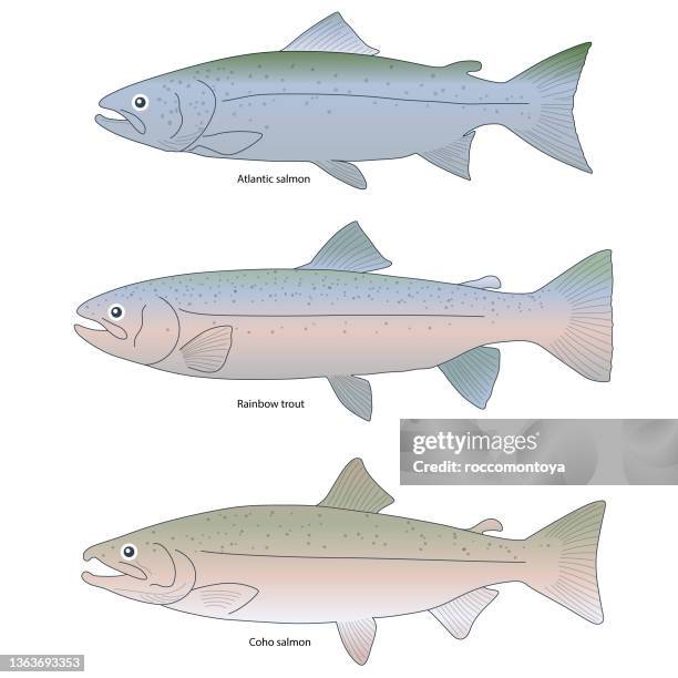 91点のニジマスイラスト素材 Getty Images 91点のニジマスイラスト素材 Getty Images