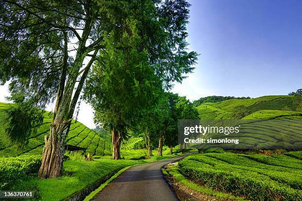 tea plantations cameron highland - estado de selangor fotografías e imágenes de stock