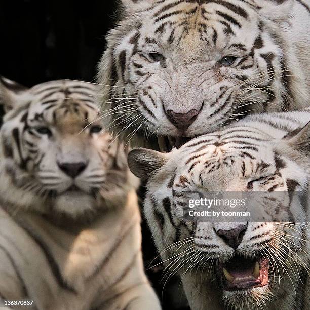 white tiger - singapore zoo stock pictures, royalty-free photos & images