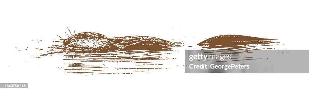 Muskrat swimming