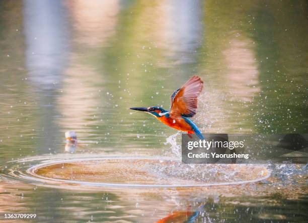 kingfisher with fish - kingfisher river stock pictures, royalty-free photos & images