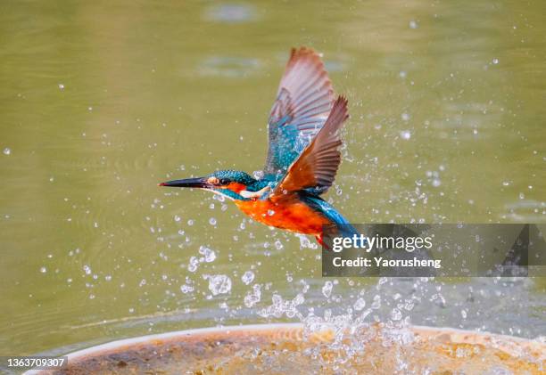 kingfisher with fish - common kingfisher fotografías e imágenes de stock