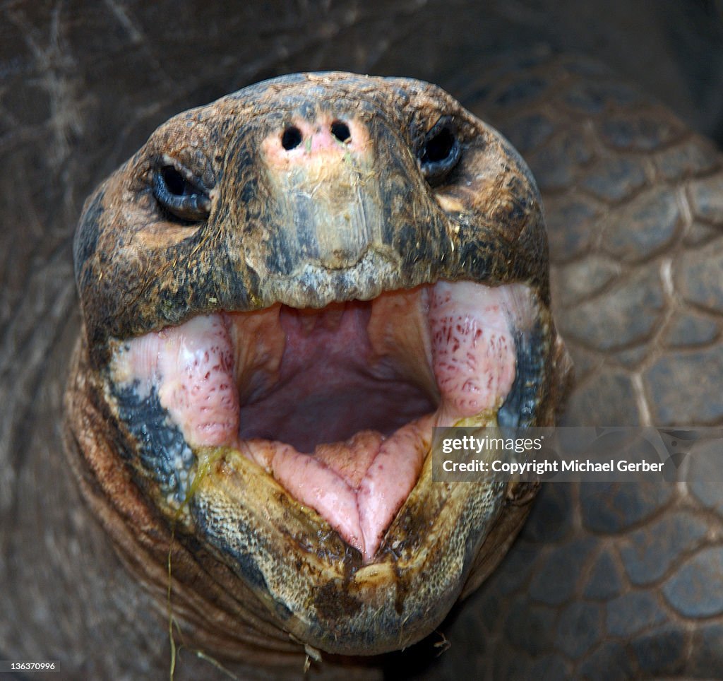 Galapagos tortoise