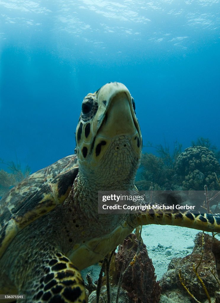 Close up of Turtle