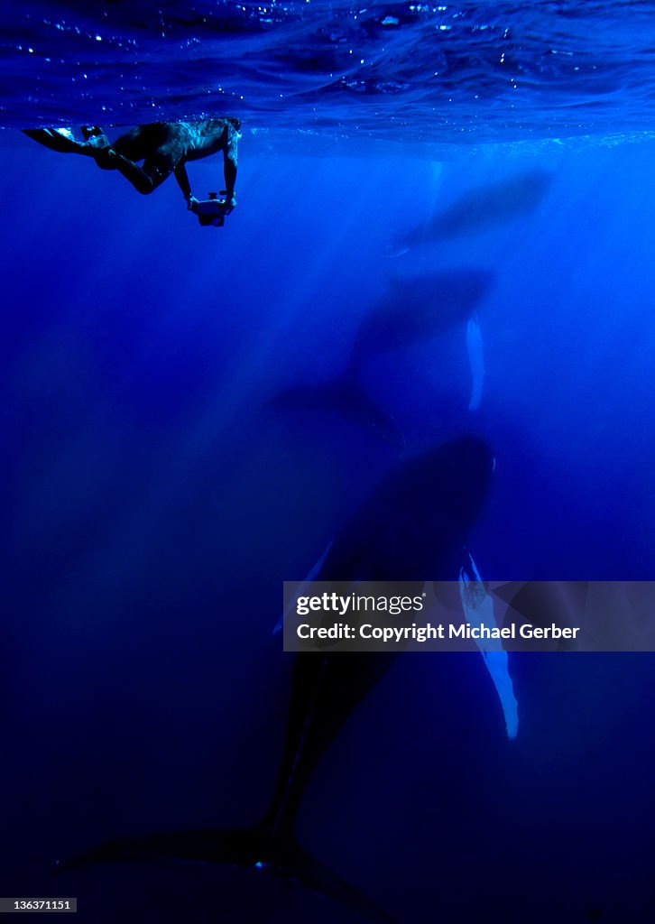 Snorkeling with humpbacks