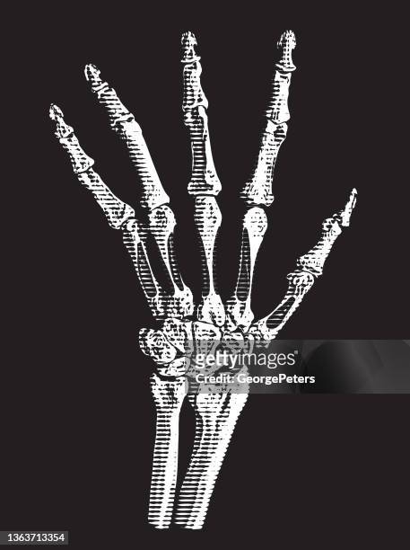 hand skeleton - proximal phalanges stock illustrations