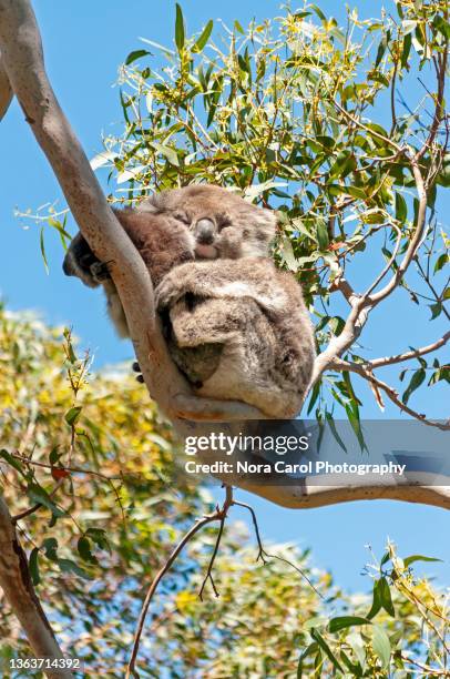 koala and baby joey on a gum tree branches - leaflitter stock-fotos und bilder