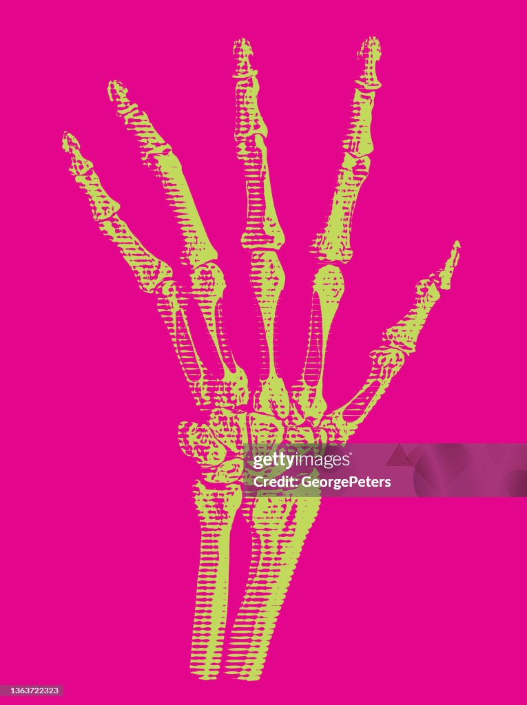 Hand skeleton