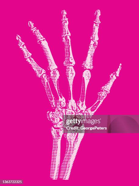 hand skeleton - skeleton model stock illustrations