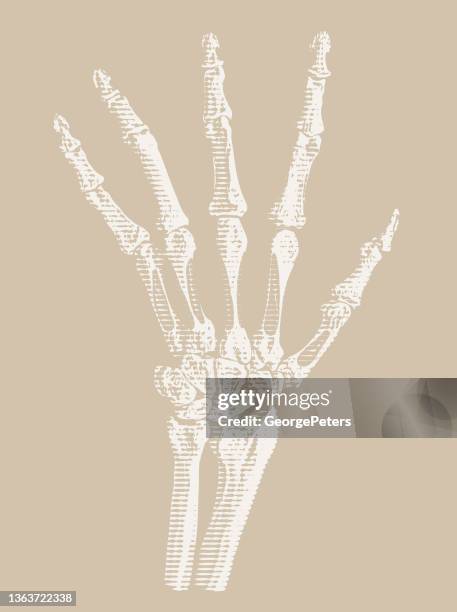 hand skeleton - skeleton model stock illustrations