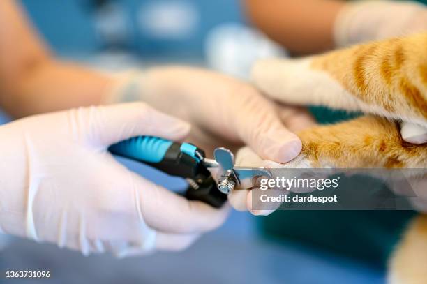 veterinario cortando garras de gato. - veterinary surgery fotografías e imágenes de stock