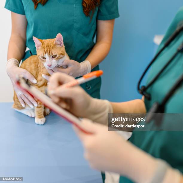 veterinarian team doctors examining cat in the clinic. - vet with kitten stock pictures, royalty-free photos & images