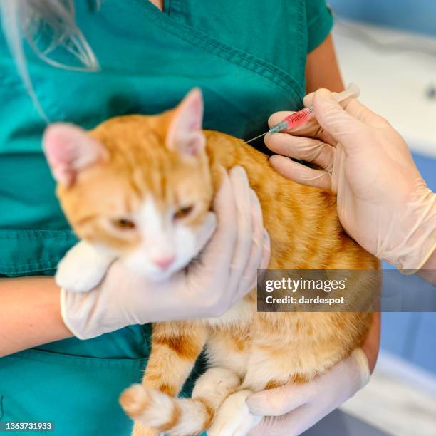 Cat Inject Shot Cat Photos and Premium High Res Pictures - Getty Images
