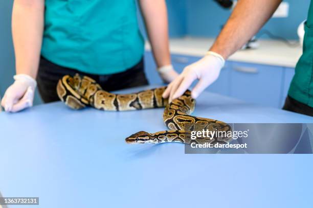 tierarztteam untersucht python - schlange - exotisches haustier stock-fotos und bilder