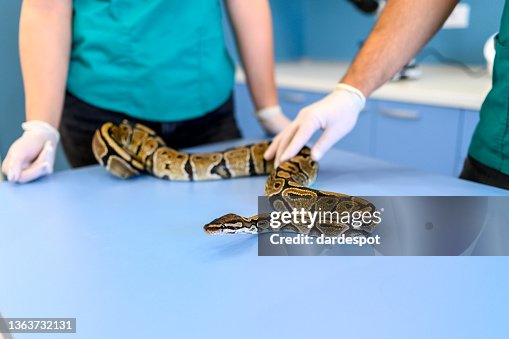 Veterinarian team examining python - snake Veterinarian team examining python - snake