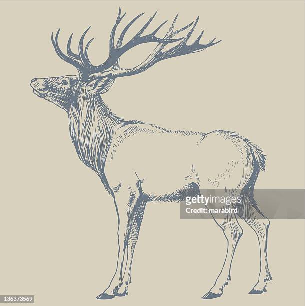 deer - stag stock illustrations