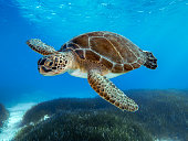 Green Sea Turtle - Chelonia Mydas