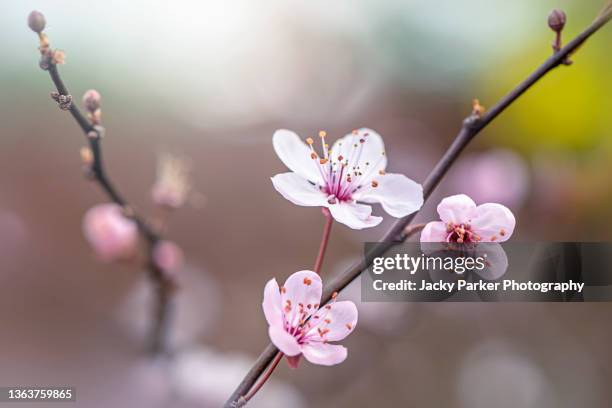 beautiful, pink, spring cherry blossom flowers of prunus 'cerasifera nigra' black cherry plum tree - cerejeira árvore frutífera - fotografias e filmes do acervo
