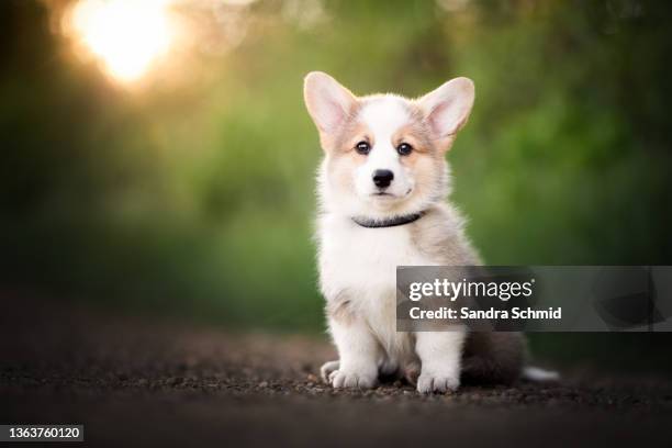 corgi puppy - pembroke welsh corgi puppy foto e immagini stock