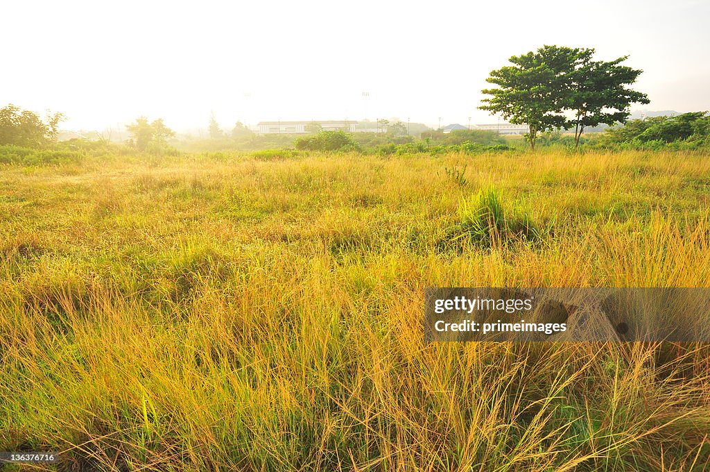 Sunrise In Green Rural Field High-Res Stock Photo - Getty Images