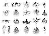 Root plants. Botanical symbols root systems from creep trees recent vector flat collections isolated