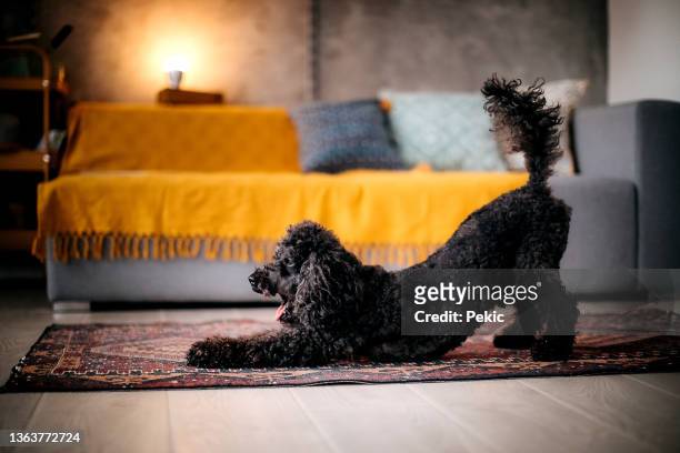 cute dog stretching in cozy living room - dog stretching stock pictures, royalty-free photos & images