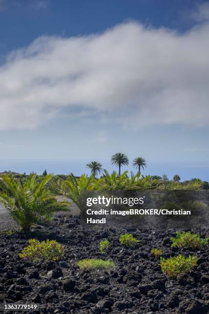 41 San Juan Volcanic Field Stock Photos, HighRes Pictures, and Images