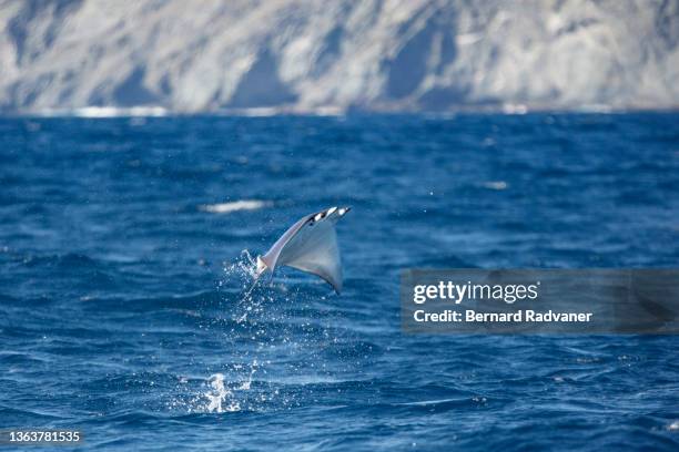 209 Manta Ray Migration Stock Photos, High-Res Pictures, and Images ...