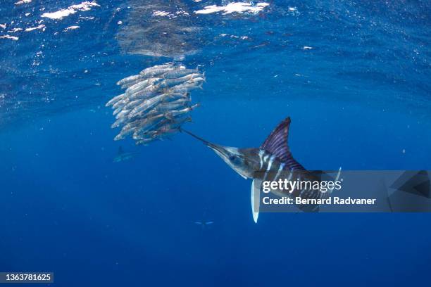 marlin hunting school of sardines - pez espada fotografías e imágenes de stock