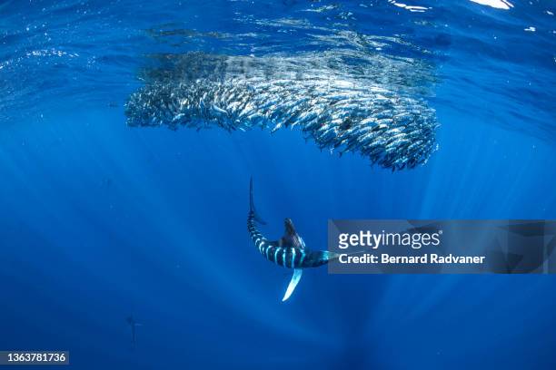 marlin hunting school of sardines - sailfish stockfoto's en -beelden