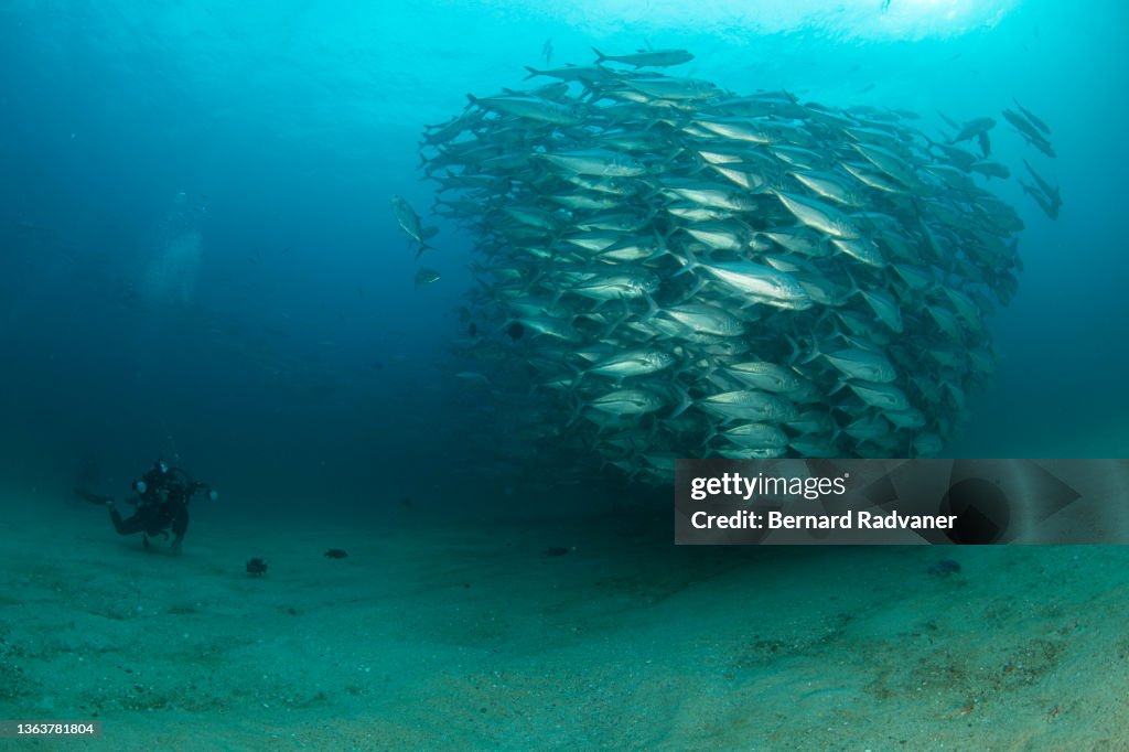 Massive school of jackfish in Cabo pulmo
