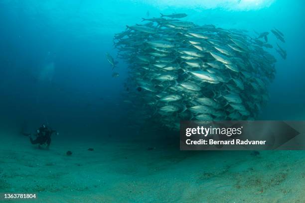 massive school of jackfish in cabo pulmo - trevally jack stock pictures, royalty-free photos & images