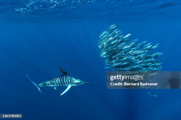 striped marlins hunting school of sardines - blue marlin photos et images de collection