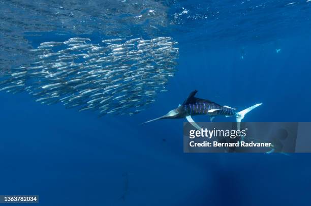 striped marlins hunting school of sardines - pez espada fotografías e imágenes de stock